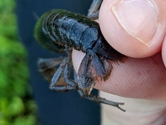 Fallicambarus macneesei