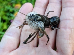 Fallicambarus macneesei