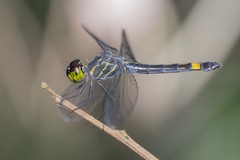 Agrionoptera sexlineata