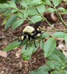 Laphria grossa