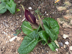 Arum pictum