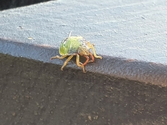 Acanthosoma haemorrhoidale