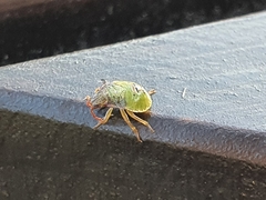 Acanthosoma haemorrhoidale