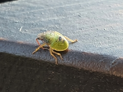 Acanthosoma haemorrhoidale