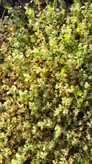 Euphorbia serpens