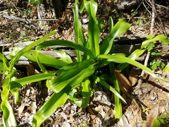 Crinum americanum