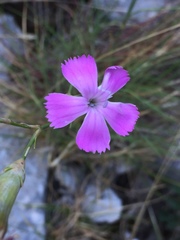 Dianthus longicaulis