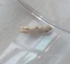 Blastobasis lacticolella