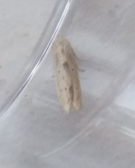 Blastobasis lacticolella