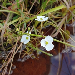 Sagittaria isoetiformis