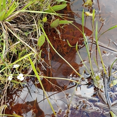 Sagittaria isoetiformis