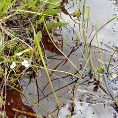 Sagittaria isoetiformis