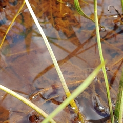 Sagittaria isoetiformis