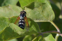 Chrysotoxum festivum