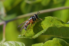 Chrysotoxum festivum