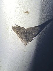 Idia diminuendis