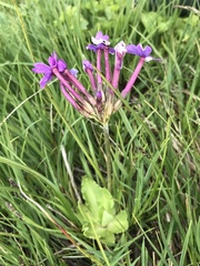 Primula halleri