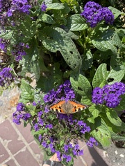 Aglais urticae