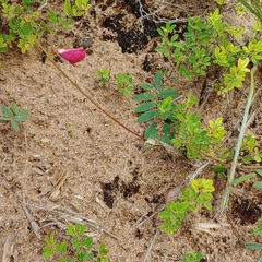 Tephrosia spicata