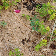 Tephrosia spicata