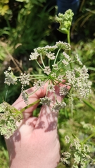 Ostericum palustre