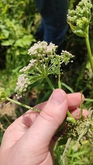 Ostericum palustre