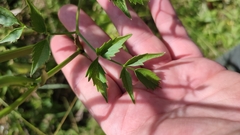 Ostericum palustre