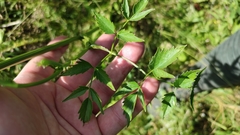 Ostericum palustre