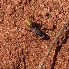 Camponotus aurocinctus