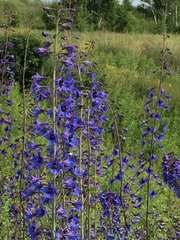 Delphinium elatum