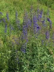 Delphinium elatum
