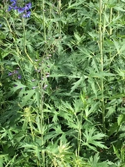 Delphinium elatum