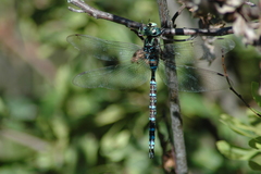 Aeshna canadensis
