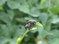 Sternuchopsis waltoni