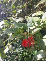 Iochroma fuchsioides