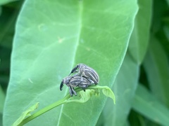 Sternuchopsis waltoni