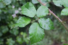 Rubus vicarius