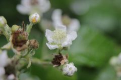Rubus vicarius