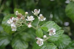 Rubus vicarius