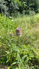 Dipsacus fullonum
