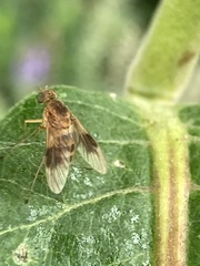 Chrysopilus quadratus