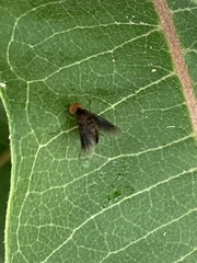 Chrysopilus quadratus
