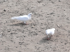 Columba livia domestica
