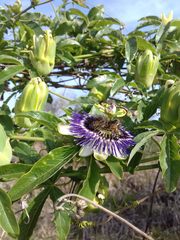 Passiflora caerulea