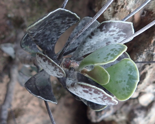 Adromischus triflorus