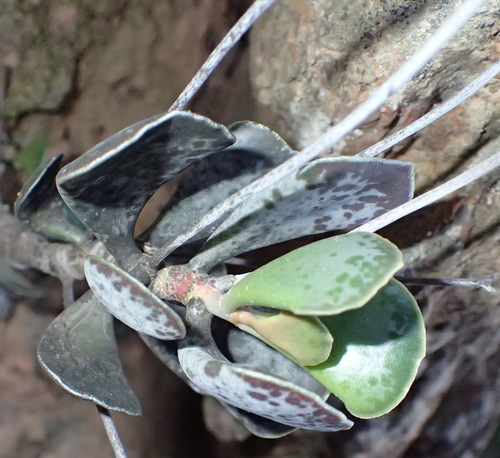 Adromischus triflorus