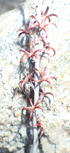 Adromischus triflorus