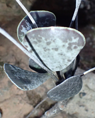 Adromischus triflorus