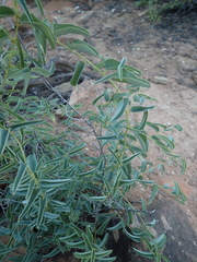 Dioscorea hemicrypta