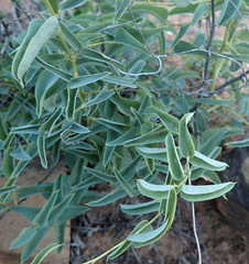 Dioscorea hemicrypta